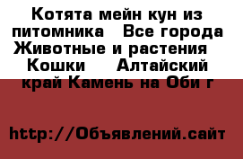 Котята мейн-кун из питомника - Все города Животные и растения » Кошки   . Алтайский край,Камень-на-Оби г.